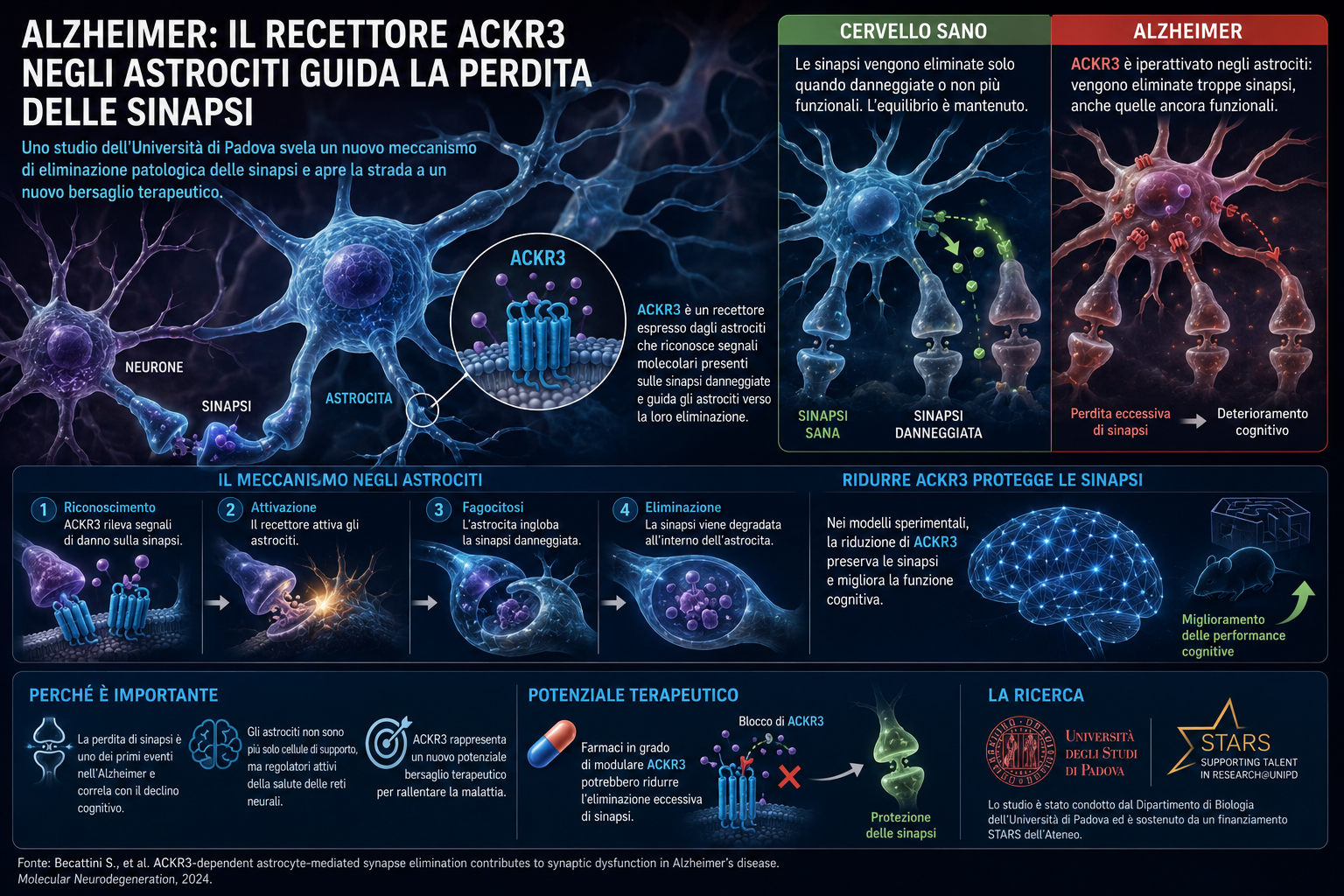 Alzheimer: gli astrociti e il recettore ACKR3, un nuovo bersaglio contro la perdita delle sinapsi