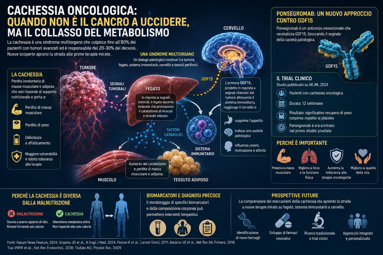 Cachessia oncologica: quando non è il tumore a uccidere, ma il collasso del metabolismo
