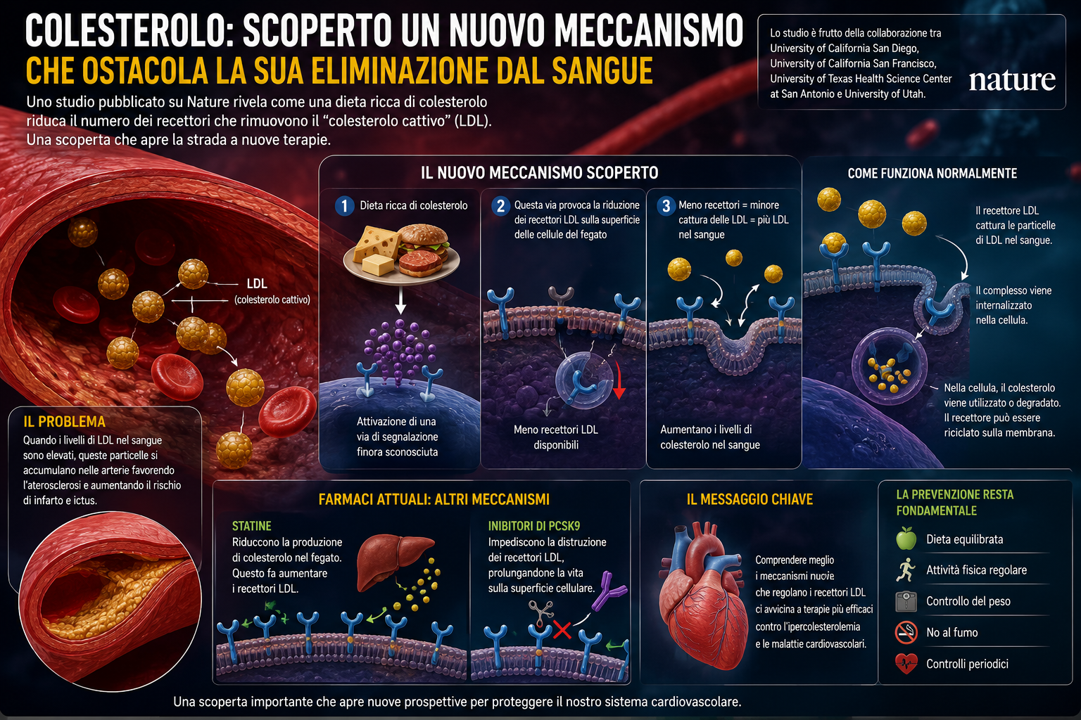 Colesterolo: scoperto un nuovo meccanismo che ostacola la sua eliminazione dal sangue