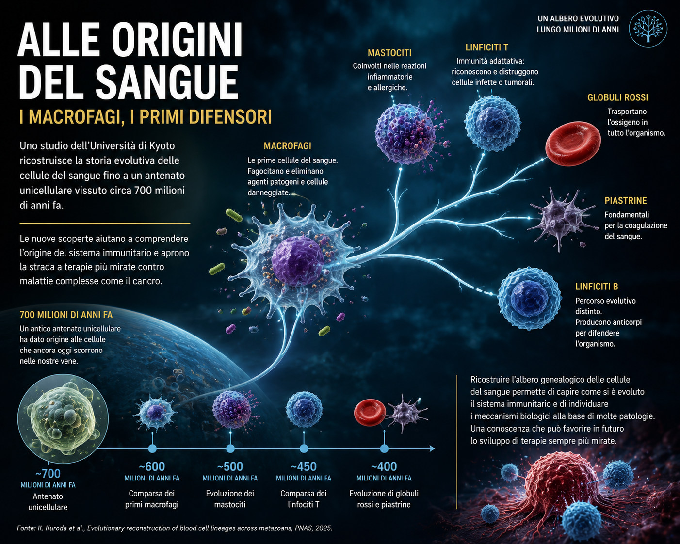 Alla ricerca dell’antenato delle cellule del sangue: uno studio riscrive l’evoluzione del sistema immunitario