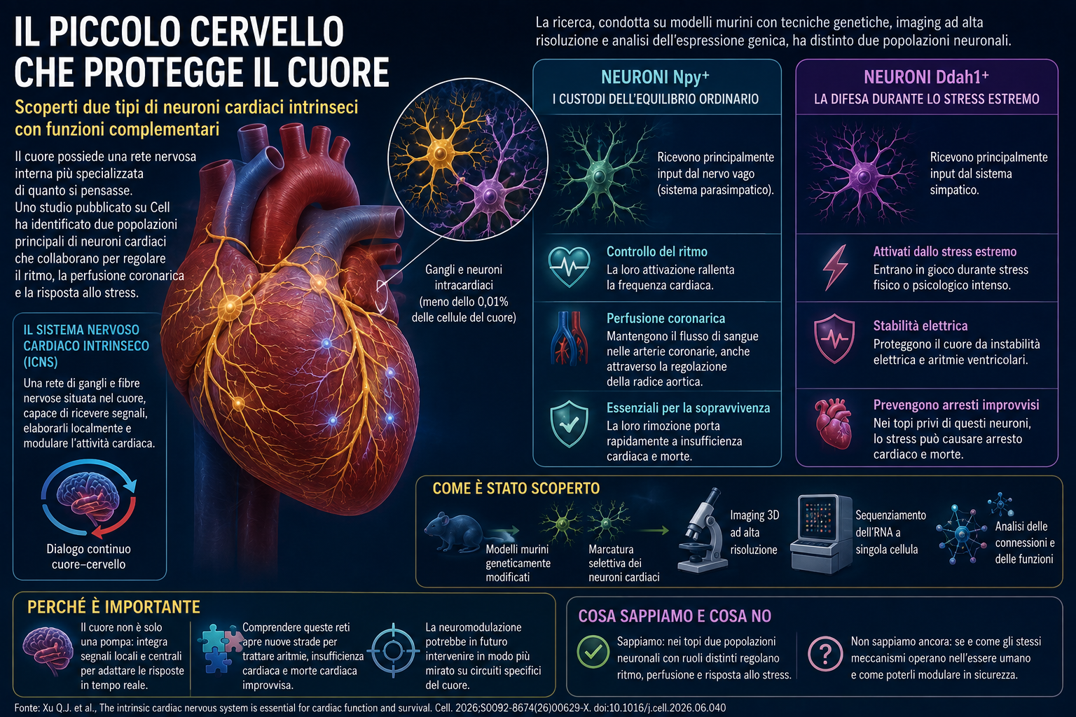 Il piccolo cervello che protegge il cuore