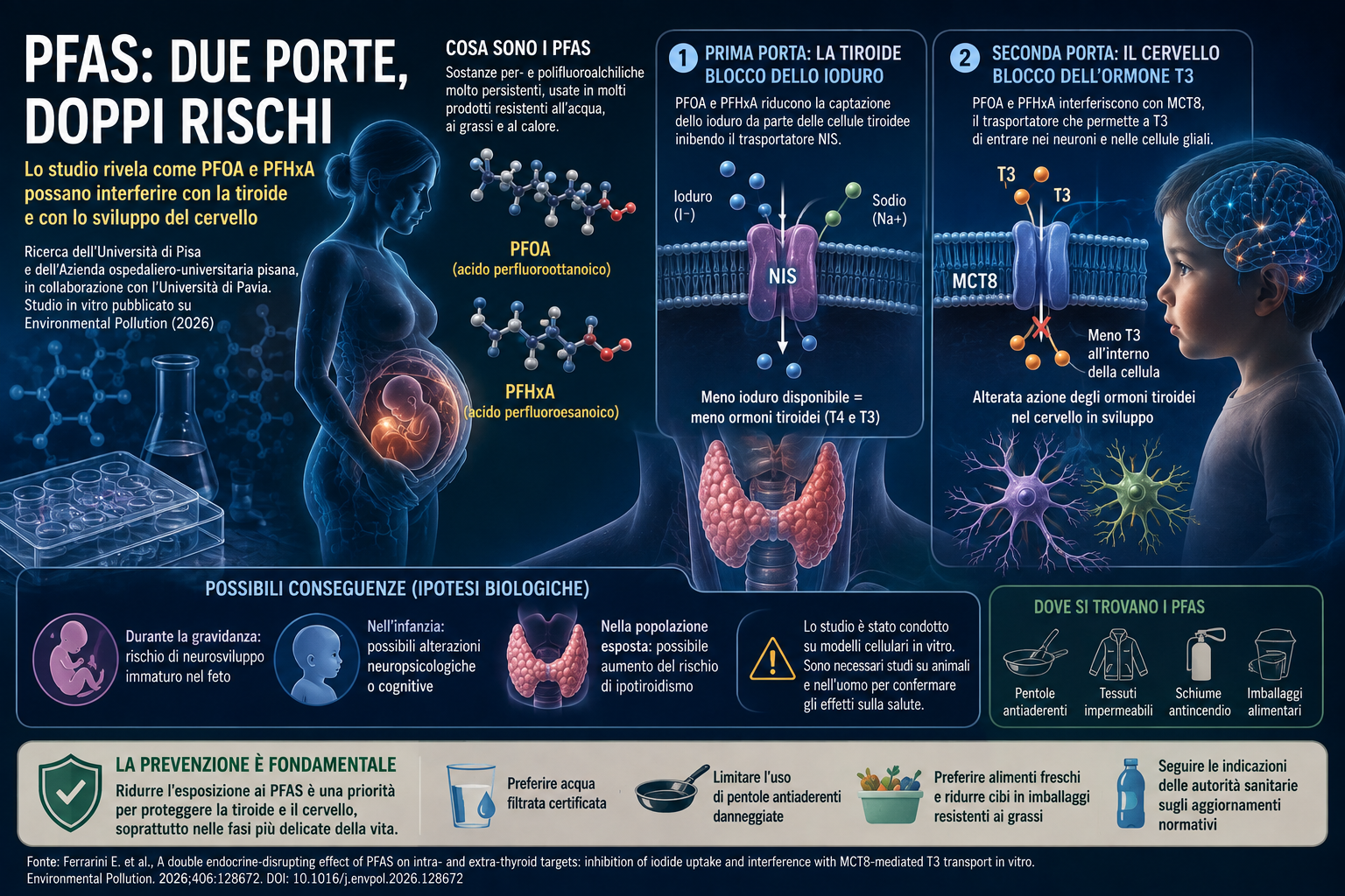 PFAS, una doppia interferenza tra tiroide e cervello
