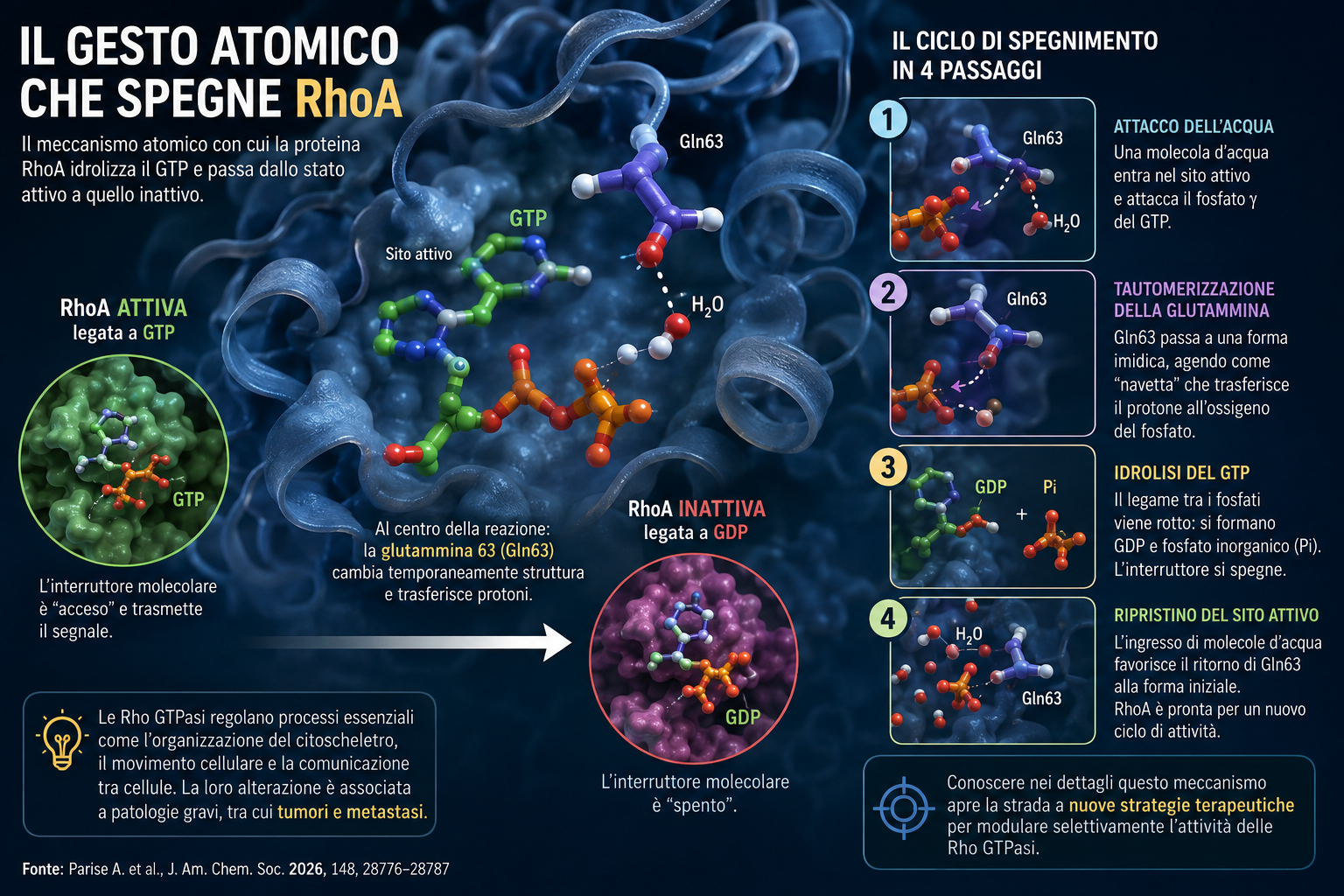 Il gesto atomico che spegne RhoA