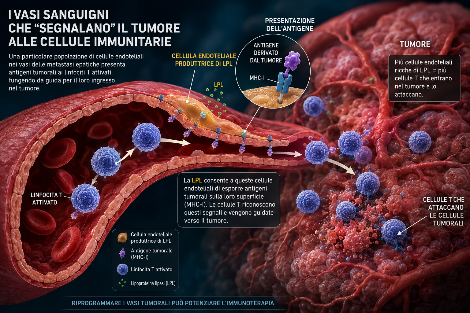 I vasi sanguigni che “segnalano” il tumore alle cellule immunitarie